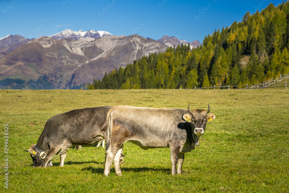 Kühe auf einer Alm und frisches Gras, im Hintergrund Berge, Wald und blauer Himmel Kühe auf einer Alm und frisches Gras, im Hintergrund Berge, Wald und blauer Himmel