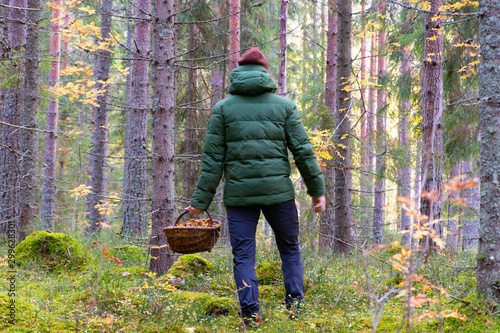 Person standing in a forest with a filled basket of Yellowfoot (Craterellus tubaeformis) mushrooms after a successful harvest during a warm autumn day in Sweden. 