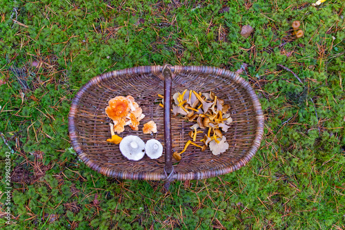 Close up of a basket filled with mushrooms after a successful harvest in a forest in Sweden. Taken from straight above with basket on grass.