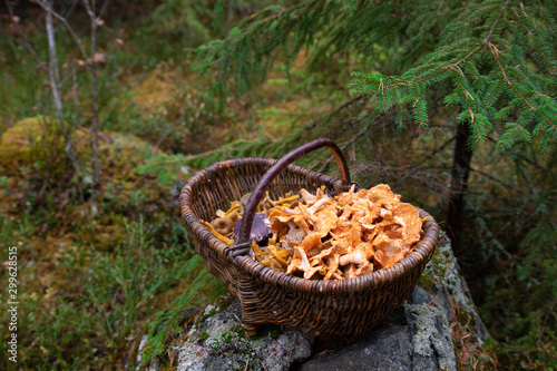 Chanterelles in a basket after a successful harvest in a Swedish forest.