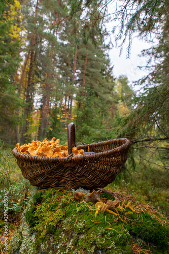 Chanterelles in a basket after a successful harvest in a Swedish forest.