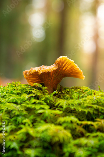 One Yellow foot, winter mushrooms (Craterellus tubaeformis) growing on moss inside a Swedish forest isolated with shallow depth of field. 