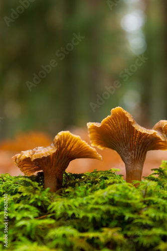 Two Yellow foot, winter mushrooms (Craterellus tubaeformis) growing on moss inside a Swedish forest isolated with shallow depth of field.  photo