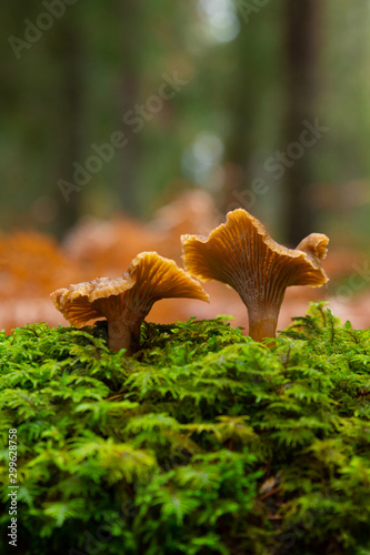 Two Yellow foot, winter mushrooms (Craterellus tubaeformis) growing on moss inside a Swedish forest isolated with shallow depth of field. 
