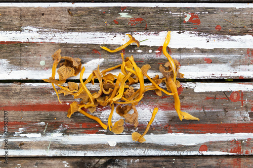 Yellowfoot mushrooms, Craterellus tubaeformis (formerly Cantharellus tubaeformis), picked in a forest and laying on a wooden background ready to be pruned. 