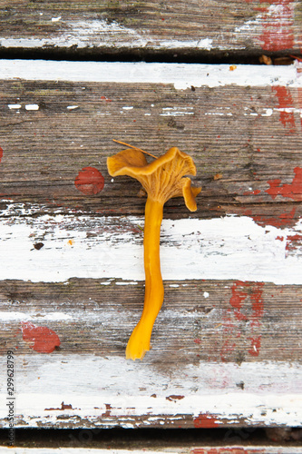 A single Yellowfoot mushroom, Craterellus tubaeformis (formerly Cantharellus tubaeformis) laying on a wooden background. 