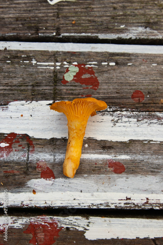 Chanterelle, Cantharellus cibarius, close up from above on a wooden background. 