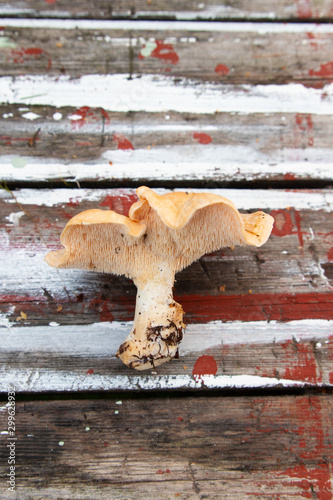 Hedgehog mushroom, Hydnum repandum single mushroom on a wooden background.