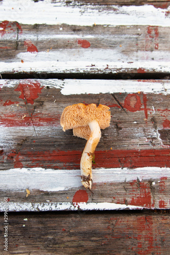Hedgehog mushroom, Hydnum repandum single mushroom on a wooden background.