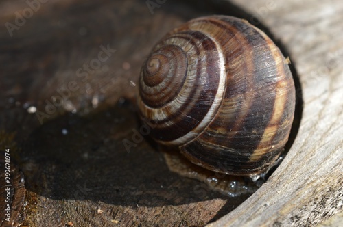 a large brown snail on a stump