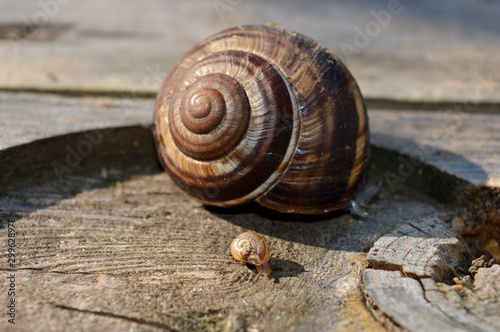 big and small snail on the stump