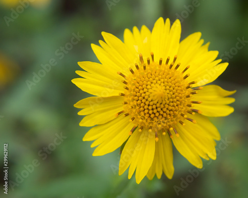 Yellow Wild Flower