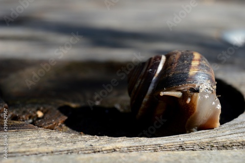 a large brown snail on a stump
