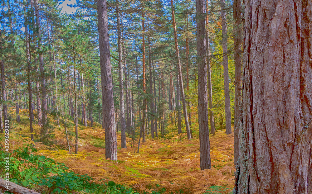 Forest,Autumn path