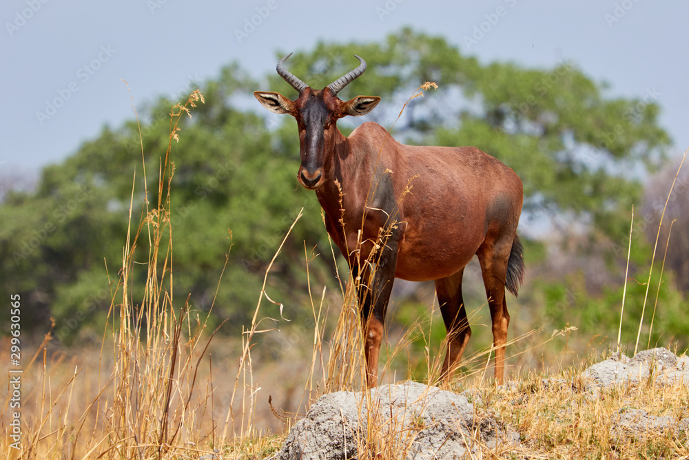 Fototapeta premium Tsessebe on a rock in Botswana