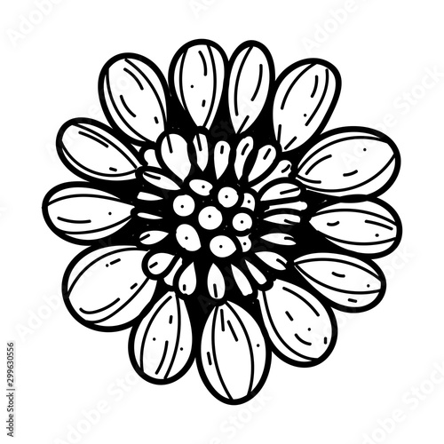 Vector hand-painted ink illustration with brush strokes. Sunflowr in sketch style.Black and White. Isolated on white background photo