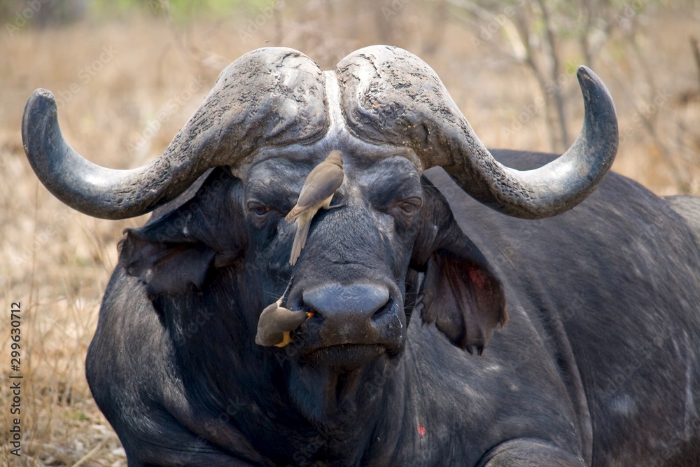 Big Cape Buffalo with two oxpeckers