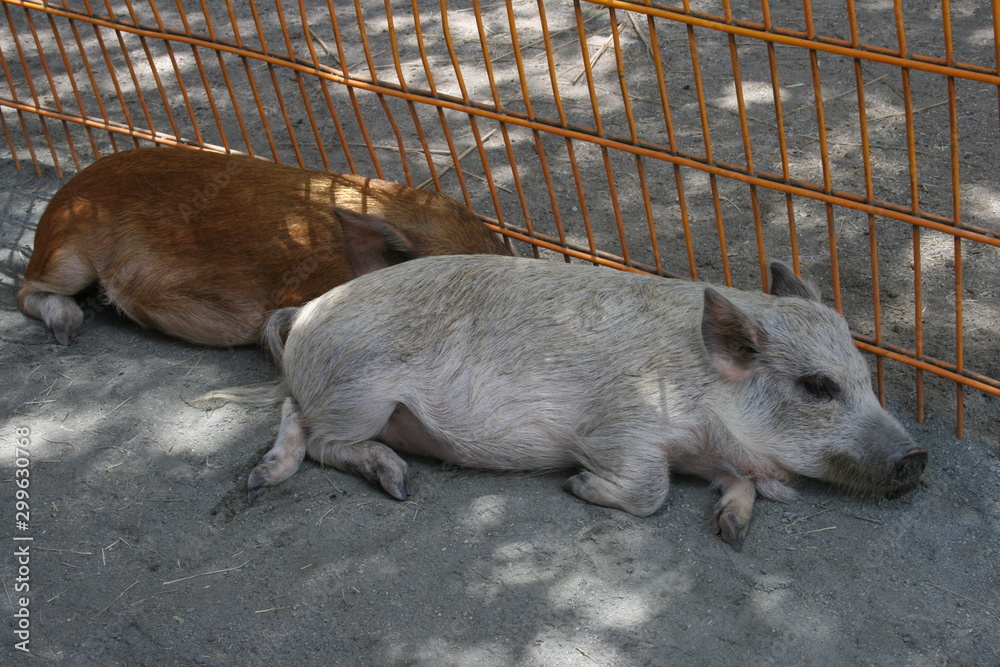 pigs resting after a hard day at work pigs resting after a hard day at work