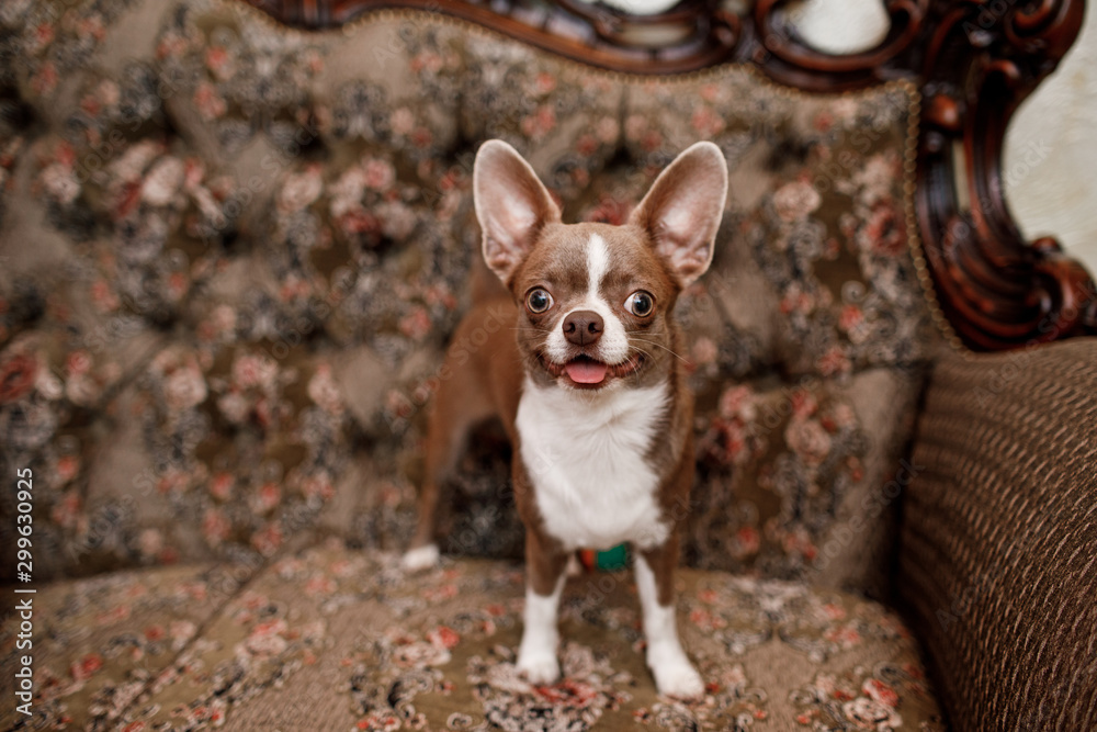 selective focus of cute dog on stylish couch in apartment. The background is classic sofa.