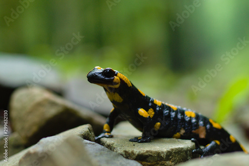 salamandra siedząca na mokrych kamieniach