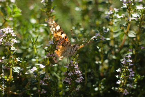 motyl wśród liści w letni słoneczny poranek