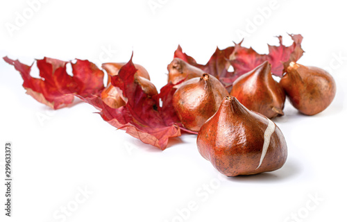 Tulip bulbs on a white background.