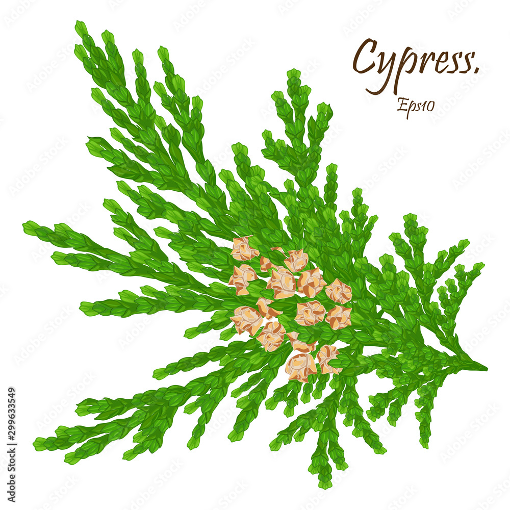 green cypress branch with cones. Cypress twig with growing cones isolated on white background. Cupressus.Eps 10 - obrazy, fototapety, plakaty 
