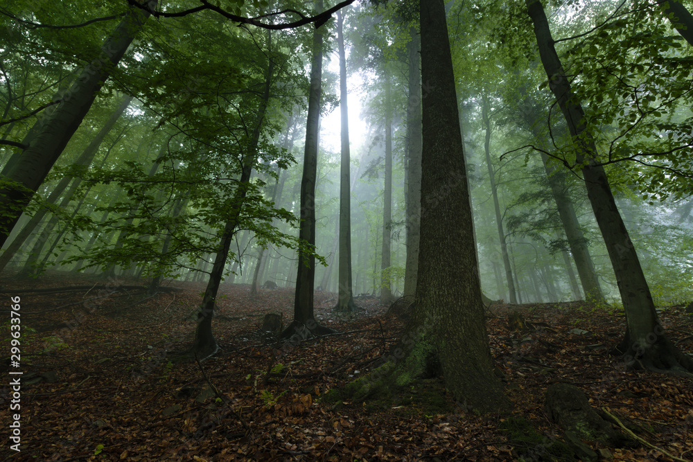 las w deszczowy mglisty dzień - obrazy, fototapety, plakaty 