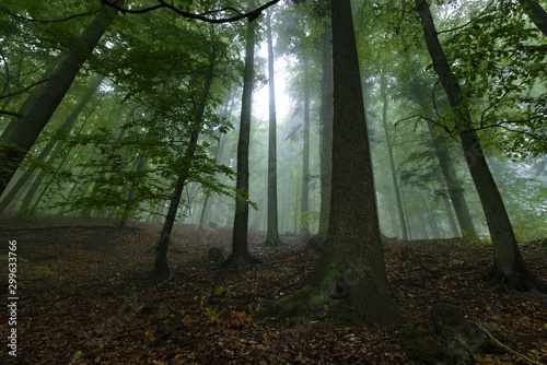 las w deszczowy mglisty dzień