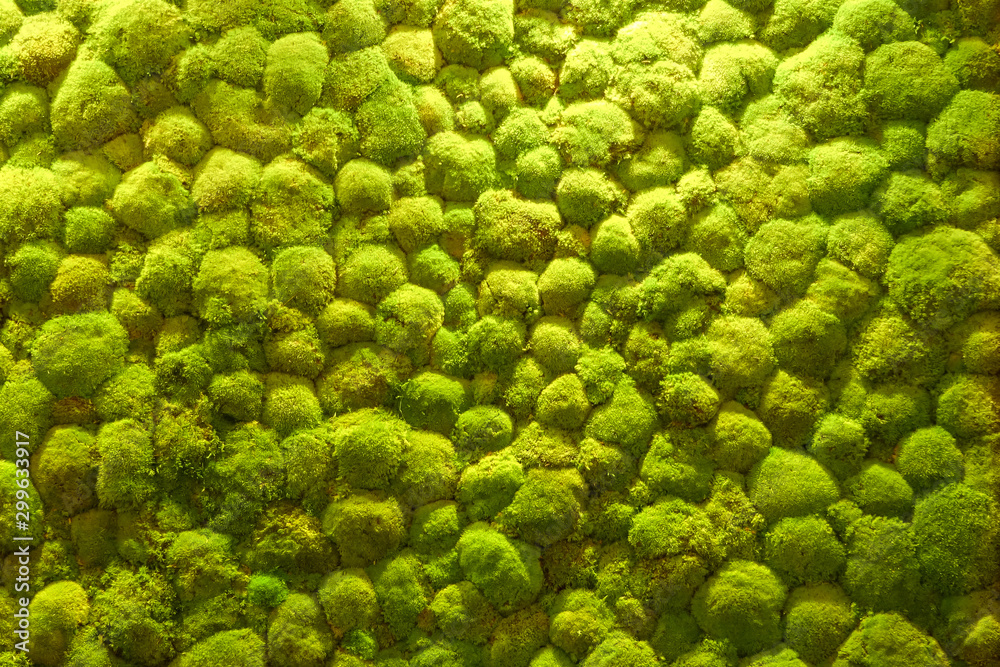 Top view of green rain forest or moss from above