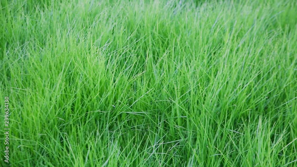 Camera panoramic moves over a dark green grass Camera panoramic moves over a dark green grass