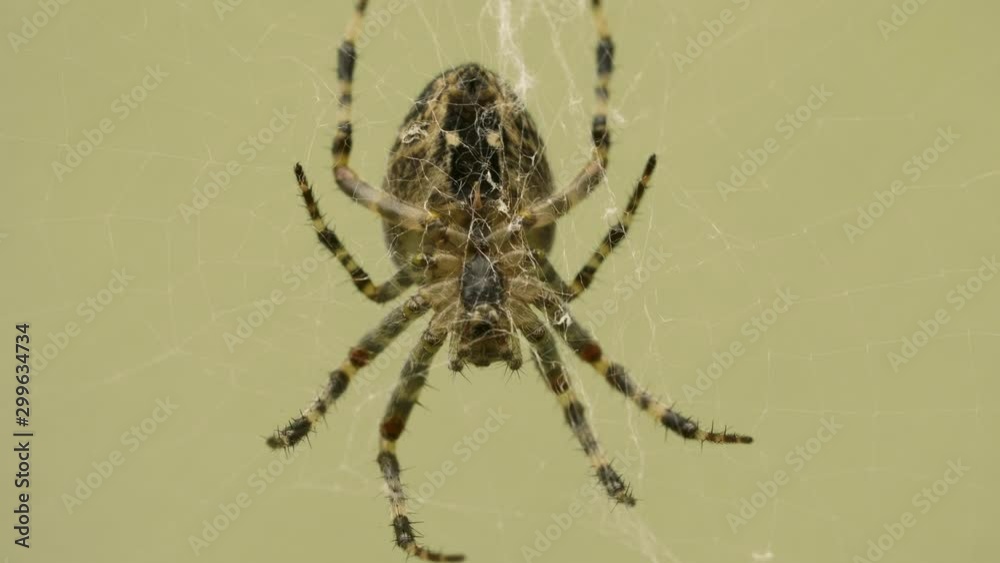 Big spider waits a victim on a web in the garden Big spider waits a victim on a web in the garden