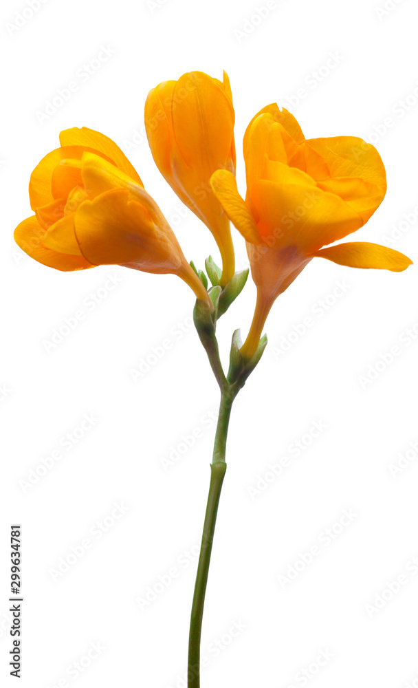 Naklejka premium yellow freesia flowers isolated on white background