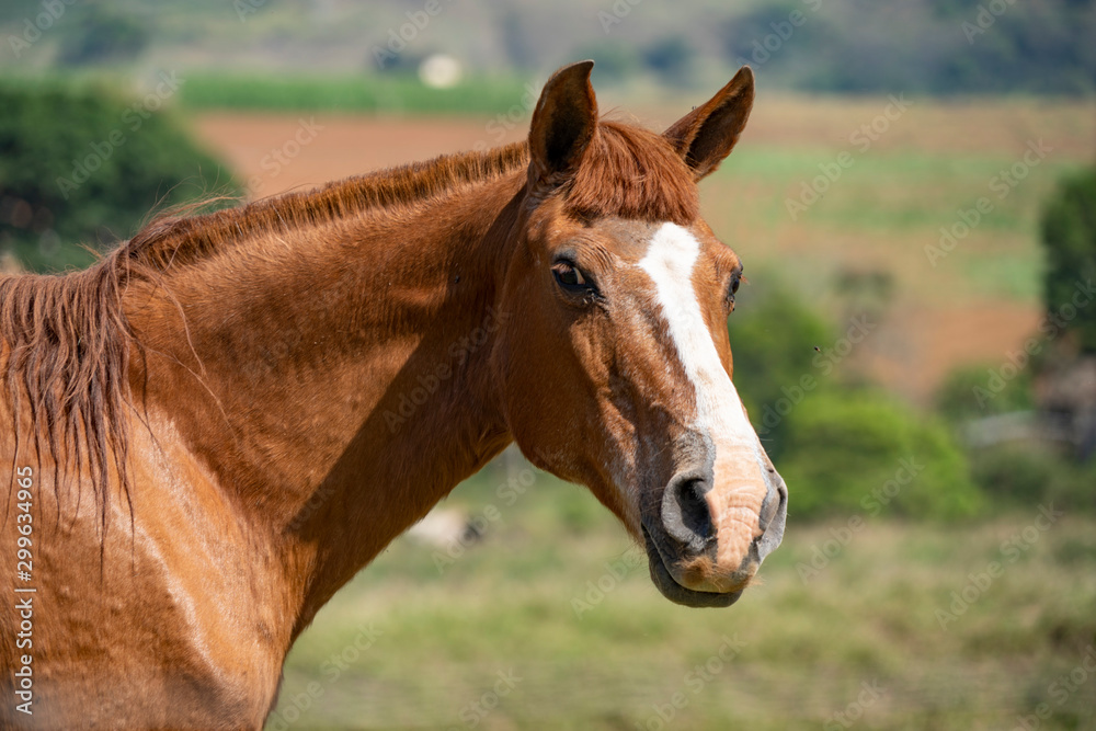 Naklejka premium portrait of a horse