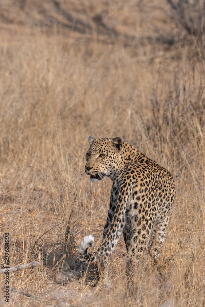 Naklejka premium Leopard walking in tall grass looking over shoulder