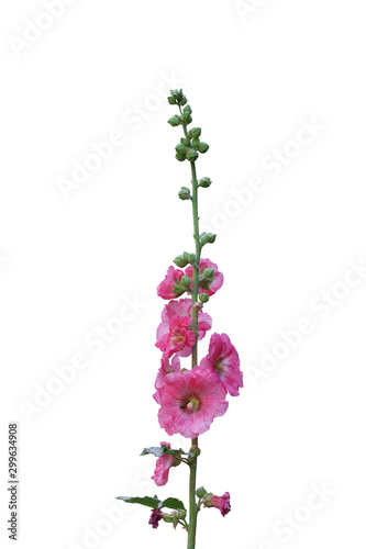 pink mallow flowers isolated on white background