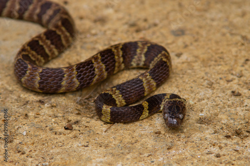 A poisonous snake from the Atlantic Forest, Brazil