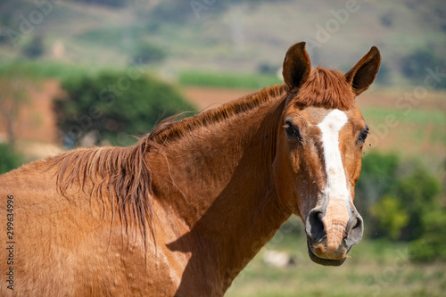 portrait of a horse