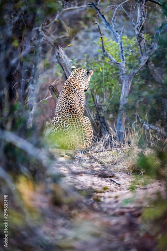 Leopard sitting on haunches looking away from camera - dense bush frame
