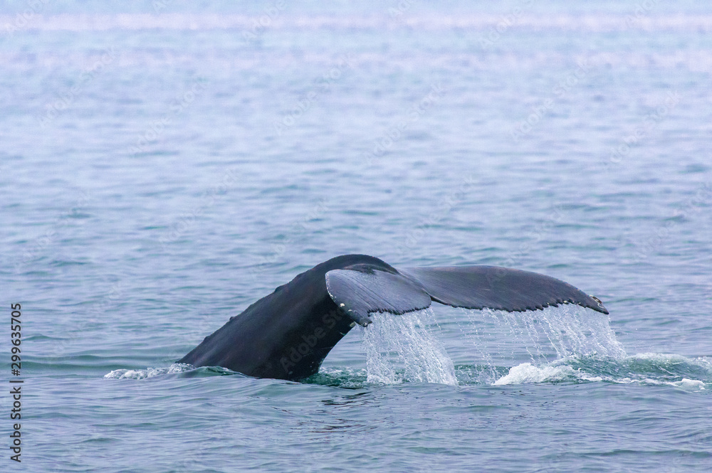Fototapeta premium A whale's fin