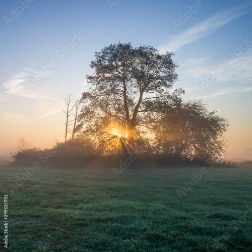 jesienny świt, wschód słońca i drzewa we mgle