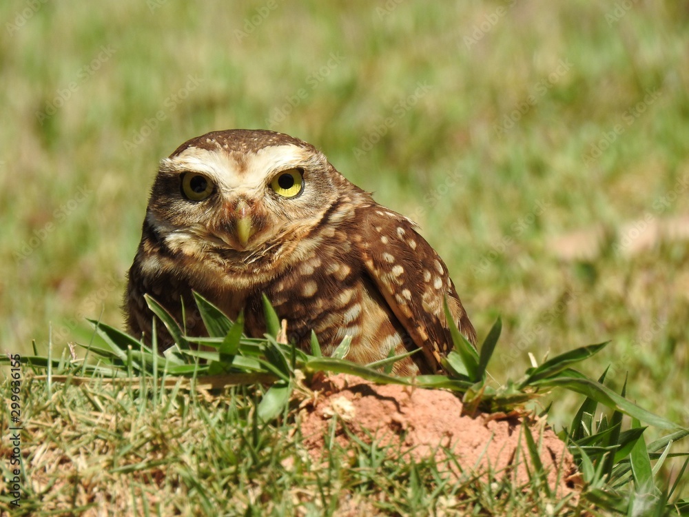 Close-up of a burrowing owl looking straight ahead on a sunny and bright day. In the background, unfocused green vegetation. Close-up of a burrowing owl looking straight ahead on a sunny and bright day. In the background, unfocused green vegetation.