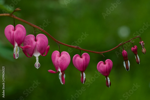 kwiaty w kształcie serca