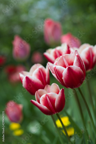 dwukolorowe tulipany w leni dzień