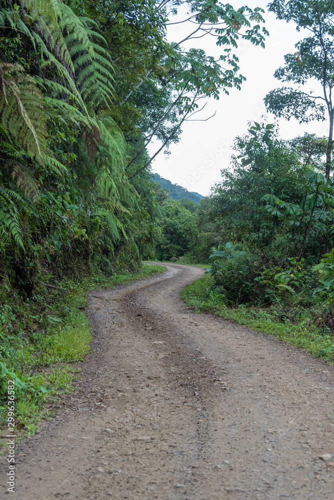 Small stretch of remote Amazon jungle road in Manu National Park in Peru, South America Small stretch of remote Amazon jungle road in Manu National Park in Peru, South America