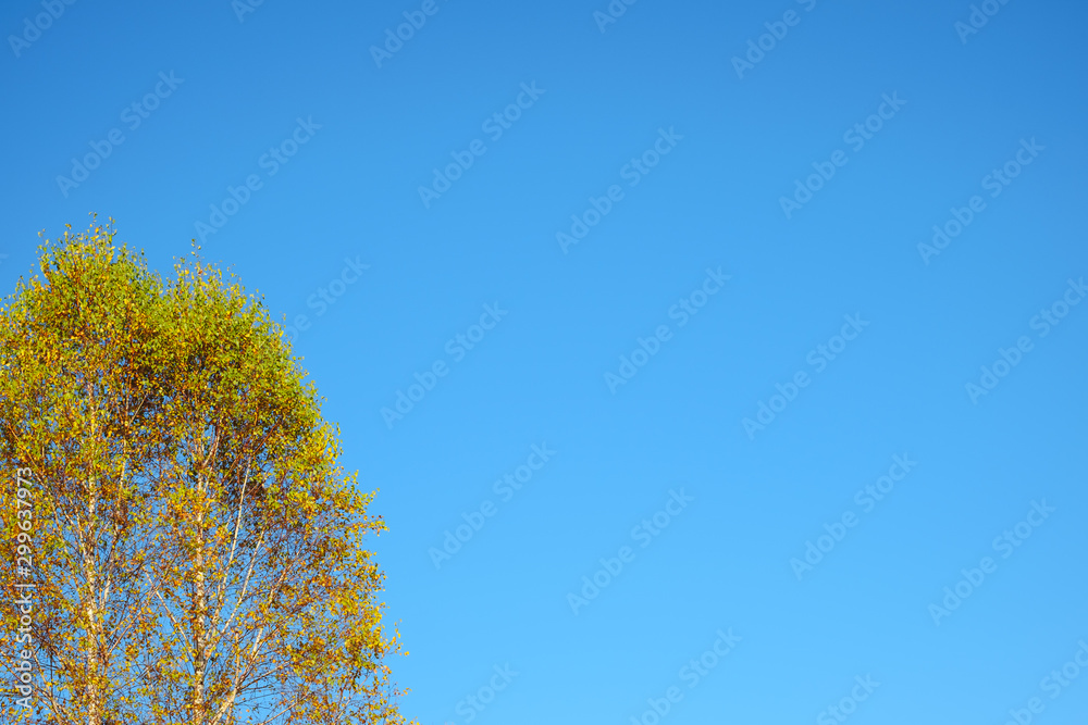 poplar with autumn leaves on the open sky poplar with autumn leaves on the open sky