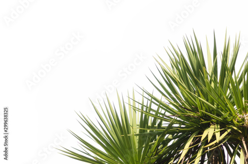 green tropical plant on a white background