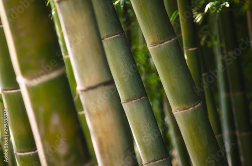 green bamboo forest close up