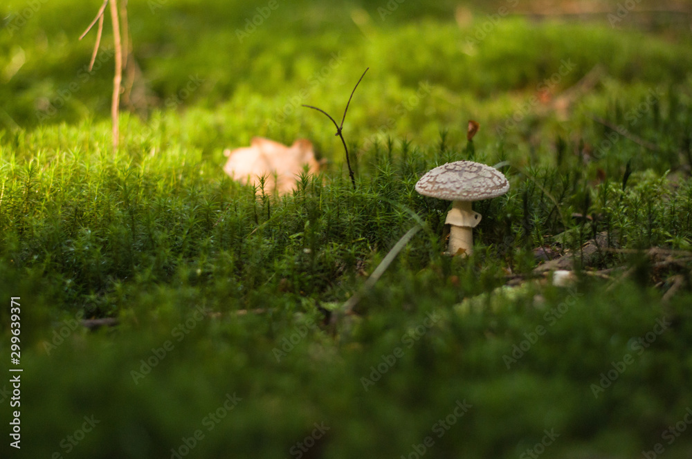 Amanita pantherina toadstool grows among the moss in the forest. Amanita pantherina toadstool grows among the moss in the forest.