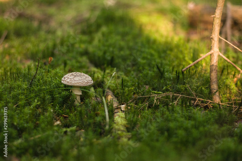 Amanita pantherina toadstool grows among the moss in the forest.